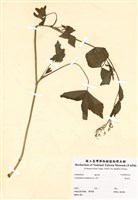 藏品(鴨兒芹)的圖片